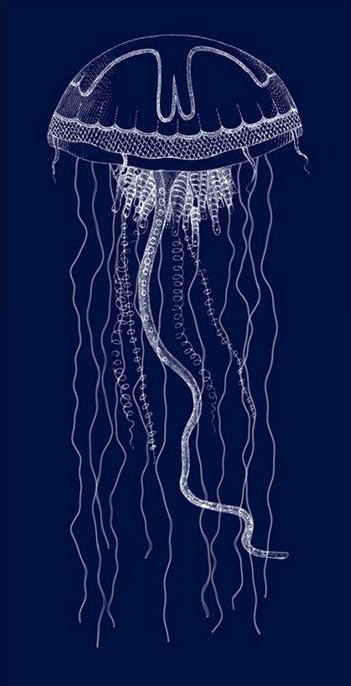 Sea life Sea Nettle